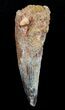 Bagain Inch Spinosaurus Tooth #4843-2